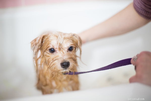All About Fluffy Dog Breeds: Care, Grooming, and Choosing the Right Companion