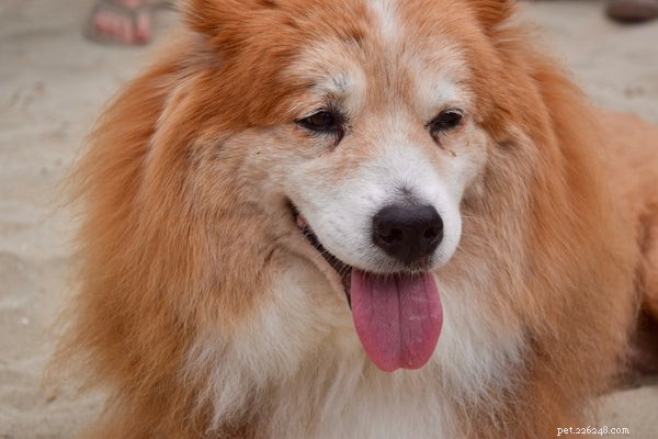 All About Fluffy Dog Breeds: Care, Grooming, and Choosing the Right Companion