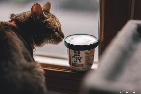 How to Feed Your Cat: Expert Tips for Proper Nutrition