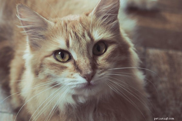 How to Feed Your Cat: Expert Tips for Proper Nutrition