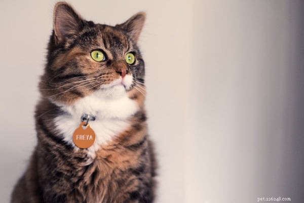 Meet Crème Puff: The World’s Oldest Cat