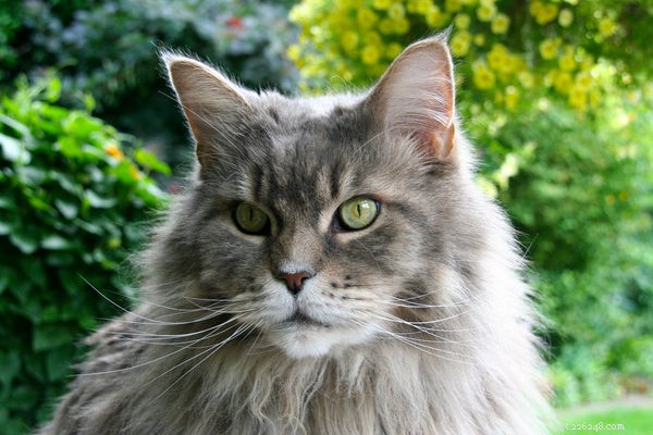 Meet Crème Puff: The World’s Oldest Cat