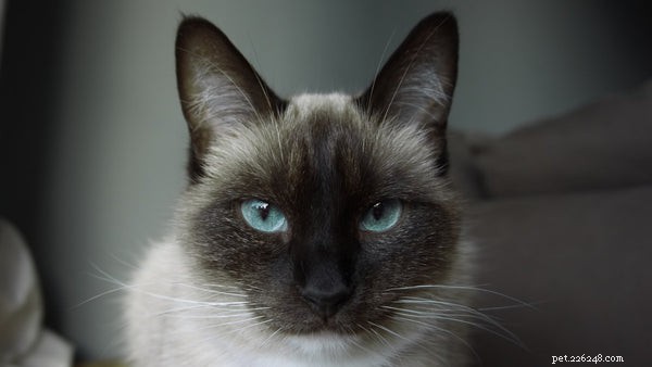 Meet Crème Puff: The World’s Oldest Cat