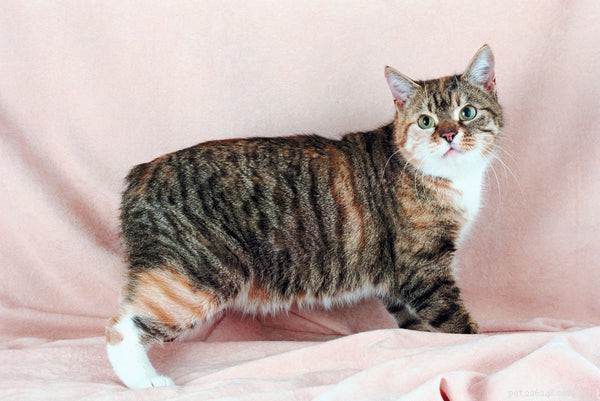 Meet the Cat Breeds That Behave Like Dogs