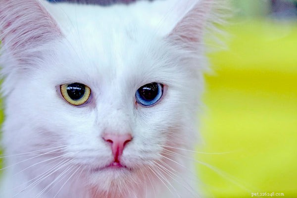 Meet the Cat Breeds That Behave Like Dogs