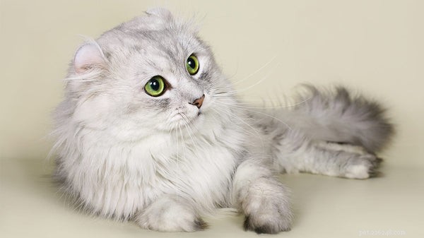 Meet the Cat Breeds That Behave Like Dogs