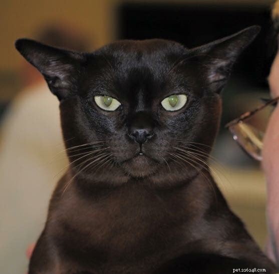 The Ultimate Guide to Black Burmese Cats: Traits, Care, and Personality