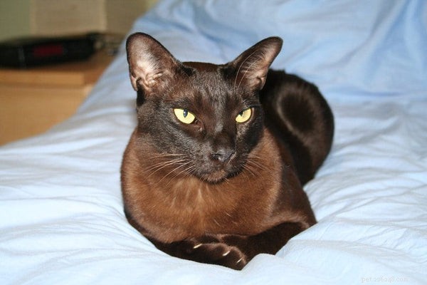 The Ultimate Guide to Black Burmese Cats: Traits, Care, and Personality