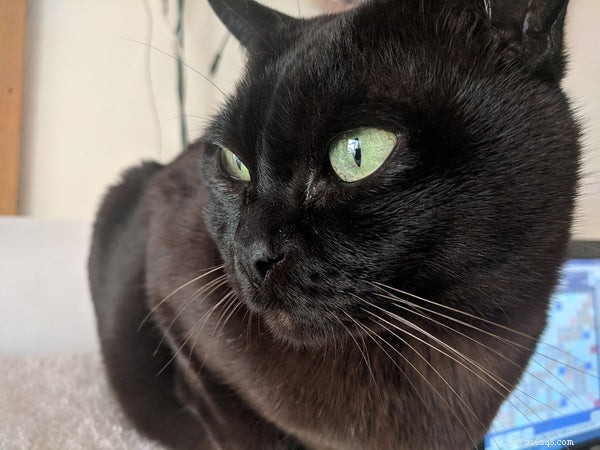 The Ultimate Guide to Black Burmese Cats: Traits, Care, and Personality