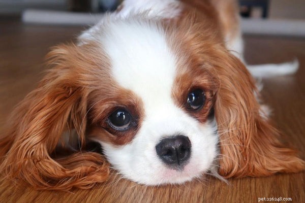 Discover the Remarkable Traits of Cavalier King Charles Spaniels