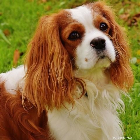 Discover the Remarkable Traits of Cavalier King Charles Spaniels