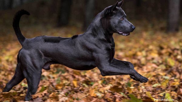 7 Rare Dog Breeds That Will Make a Statement at the Dog Park