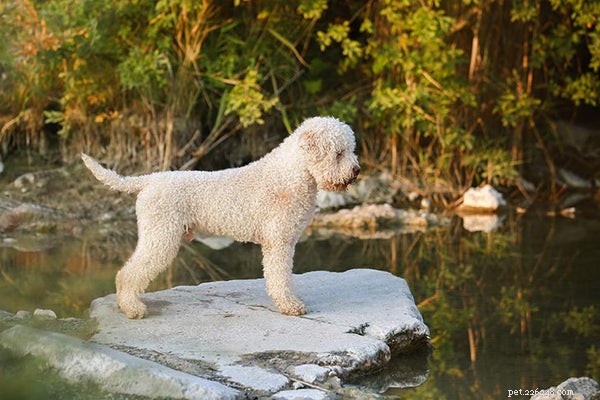 7 Rare Dog Breeds That Will Make a Statement at the Dog Park
