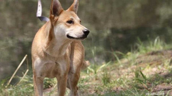 7 Rare Dog Breeds That Will Make a Statement at the Dog Park