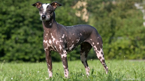 7 Rare Dog Breeds That Will Make a Statement at the Dog Park