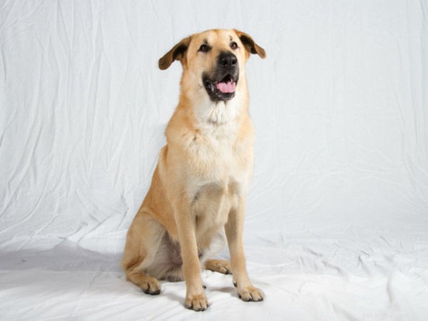 7 Rare Dog Breeds That Will Make a Statement at the Dog Park