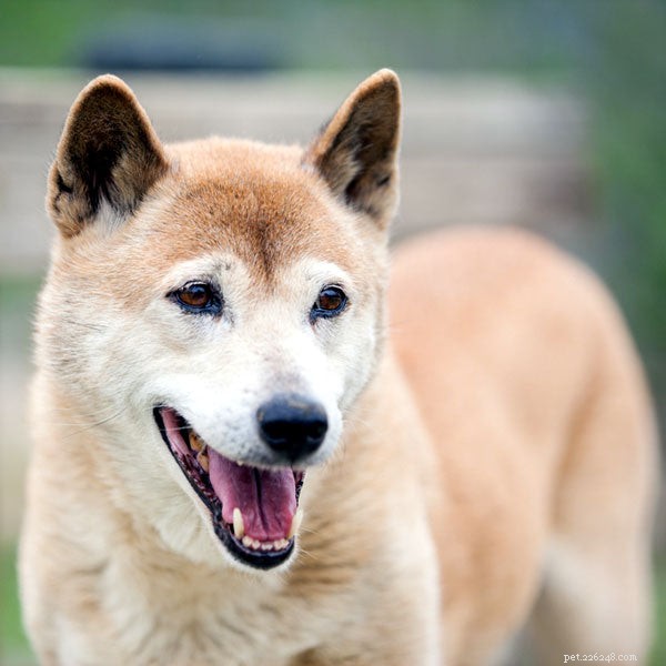 7 Rare Dog Breeds That Will Make a Statement at the Dog Park