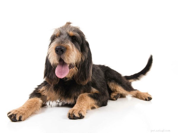 7 Rare Dog Breeds That Will Make a Statement at the Dog Park