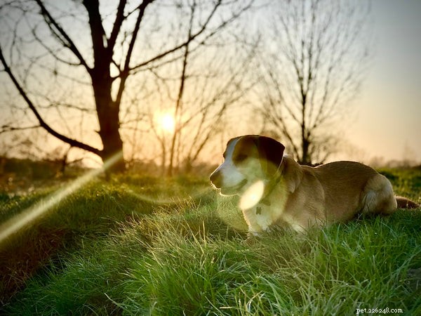 Essential Dog Exercise Guide: Keep Your Pup Fit & Happy