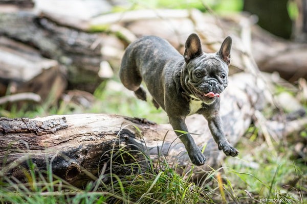 Essential Dog Exercise Guide: Keep Your Pup Fit & Happy
