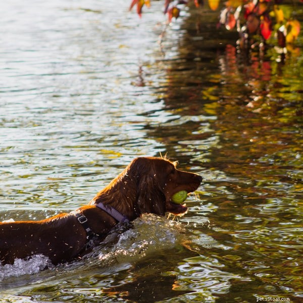 Essential Dog Exercise Guide: Keep Your Pup Fit & Happy