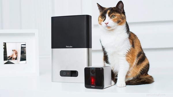 Top 5 Gift Ideas for Cat Lovers: From Gadgets to Cozy Accessories