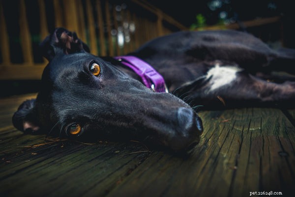 Greyhound Dogs: 5 Compelling Reasons They’re Top-Choice Pets