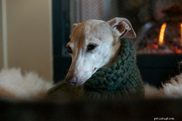Greyhound Dogs: 5 Compelling Reasons They’re Top-Choice Pets