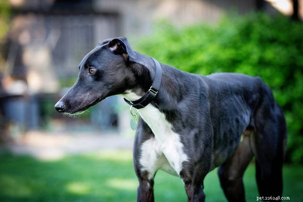 Greyhound Dogs: 5 Compelling Reasons They’re Top-Choice Pets