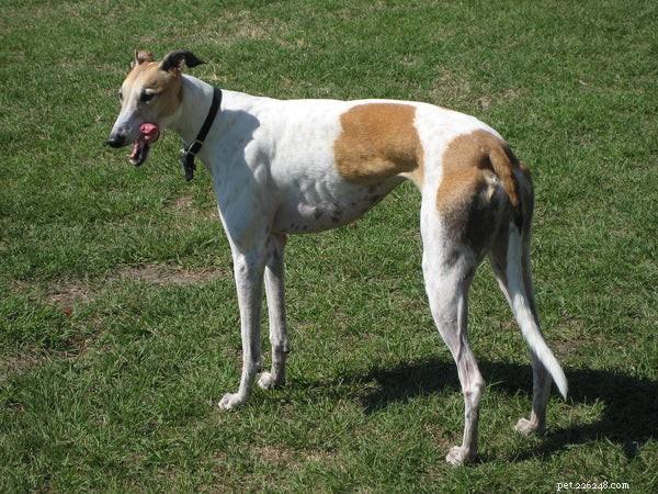 Greyhound Dogs: 5 Compelling Reasons They’re Top-Choice Pets