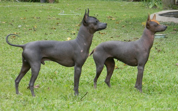 Hairless Dog Breeds: A Comprehensive Guide for Allergy‑Friendly Pets
