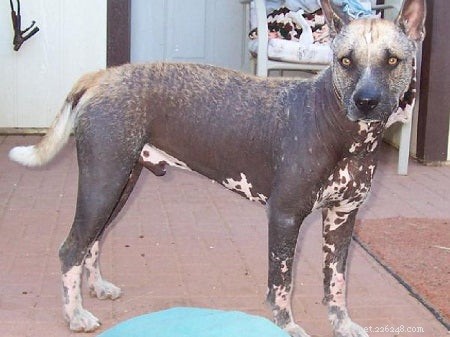 Hairless Dog Breeds: A Comprehensive Guide for Allergy‑Friendly Pets