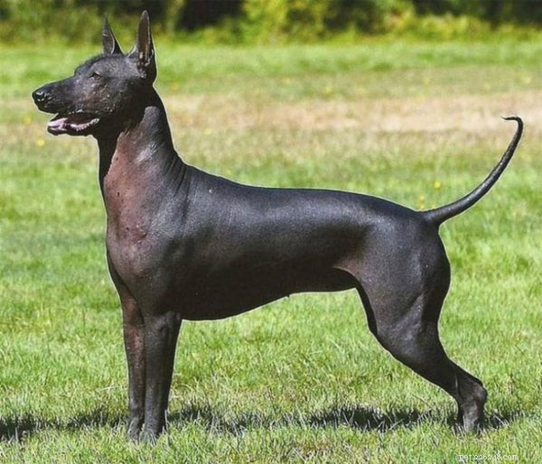 Hairless Dog Breeds: A Comprehensive Guide for Allergy‑Friendly Pets