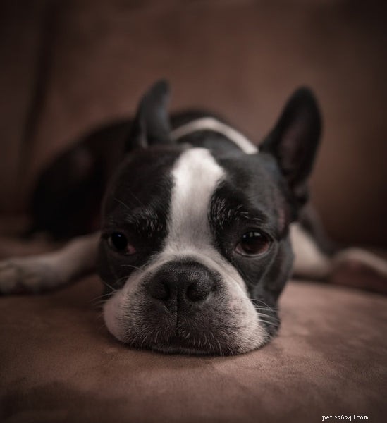 Adopt a Boston Terrier: A Comprehensive Guide to History, Care, and Personality