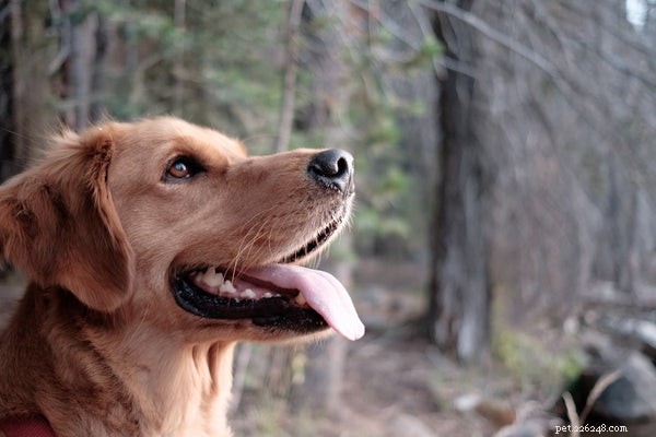 Understanding Dog Whiskers: Their Role, Care, and Trimming Tips