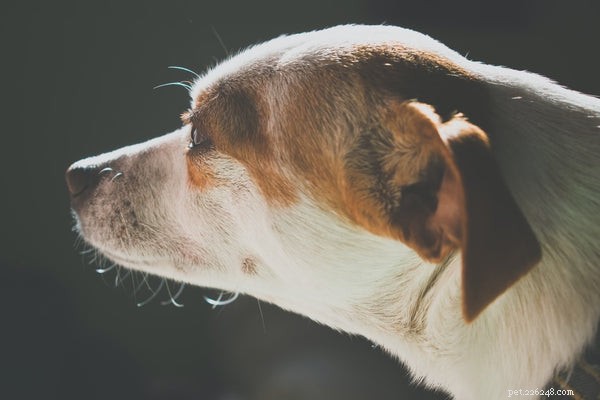 Understanding Dog Whiskers: Their Role, Care, and Trimming Tips