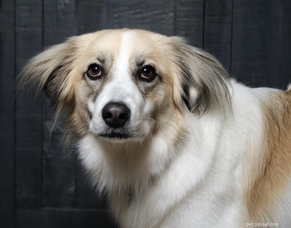 Understanding Dog Whiskers: Their Role, Care, and Trimming Tips