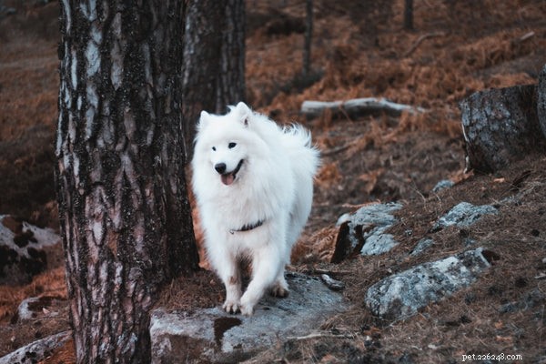 Explore the 6 Most Fluffy Dog Breeds for Cozy Companionship