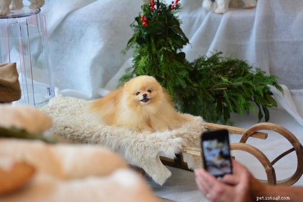 Explore the 6 Most Fluffy Dog Breeds for Cozy Companionship
