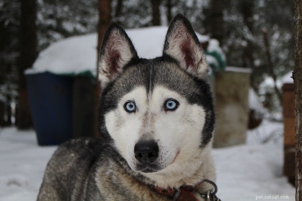 Explore the 6 Most Fluffy Dog Breeds for Cozy Companionship