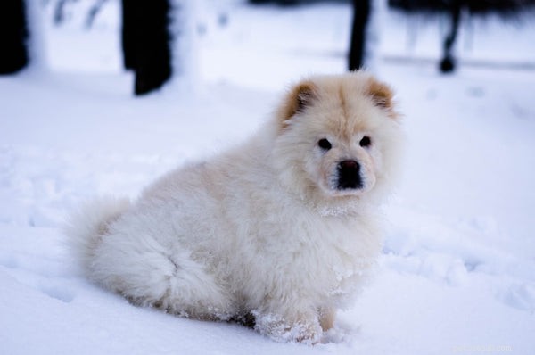 Explore the 6 Most Fluffy Dog Breeds for Cozy Companionship