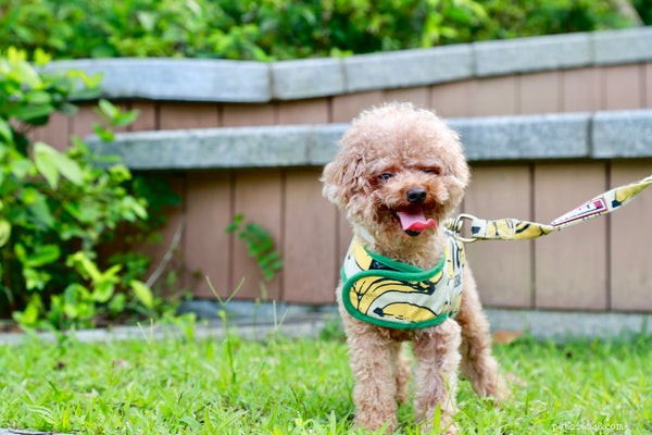 Explore the 6 Most Fluffy Dog Breeds for Cozy Companionship