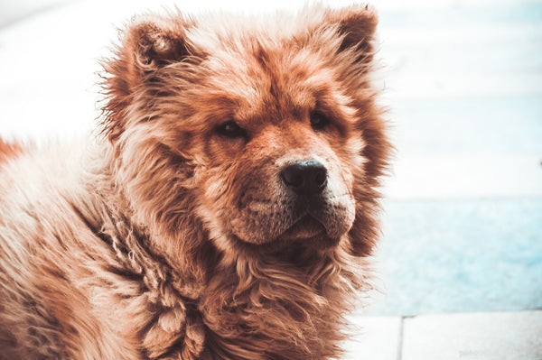 Understanding Chow Chow Temperament: A Dog with a Distinctive Personality