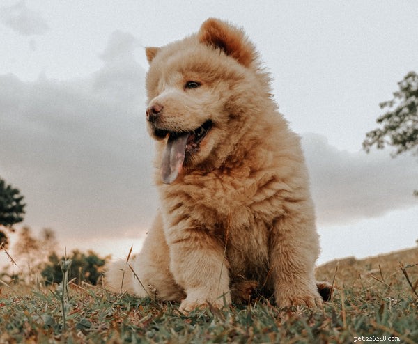 Understanding Chow Chow Temperament: A Dog with a Distinctive Personality