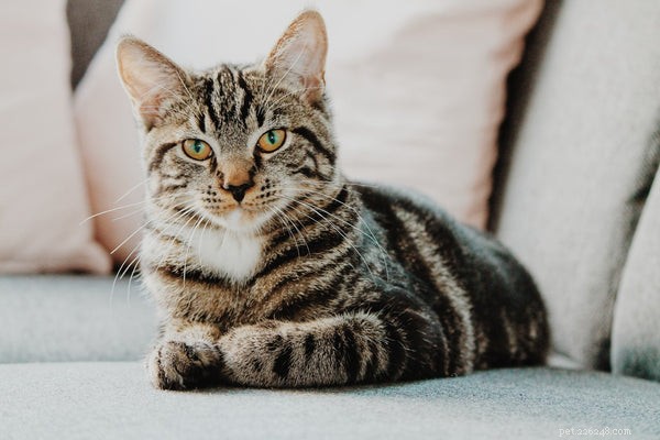 Decoding Cat Body Language: 5 Key Signals Every Owner Should Understand