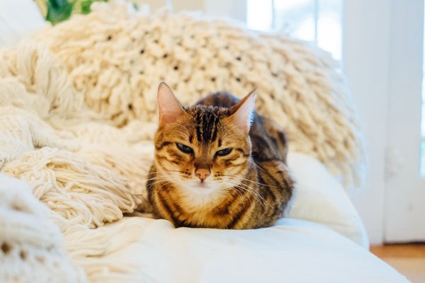 Decoding Cat Body Language: 5 Key Signals Every Owner Should Understand