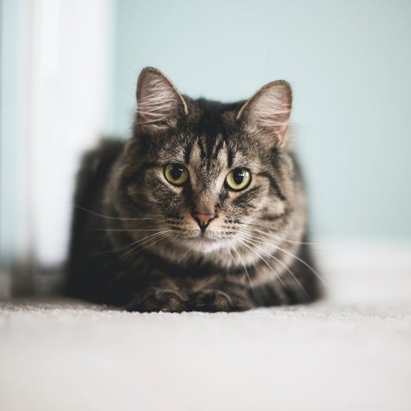 Decoding Cat Body Language: 5 Key Signals Every Owner Should Understand