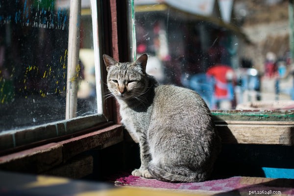 Decoding Cat Body Language: 5 Key Signals Every Owner Should Understand