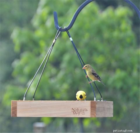 Top Bird Feeders of 2024: Find the Best for Your Yard