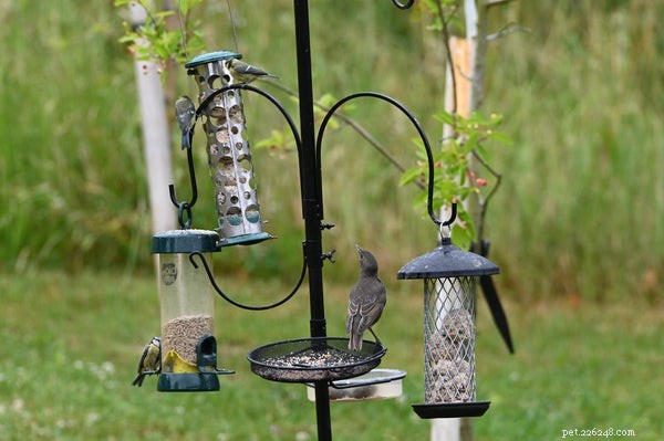 Top Bird Feeders of 2024: Find the Best for Your Yard